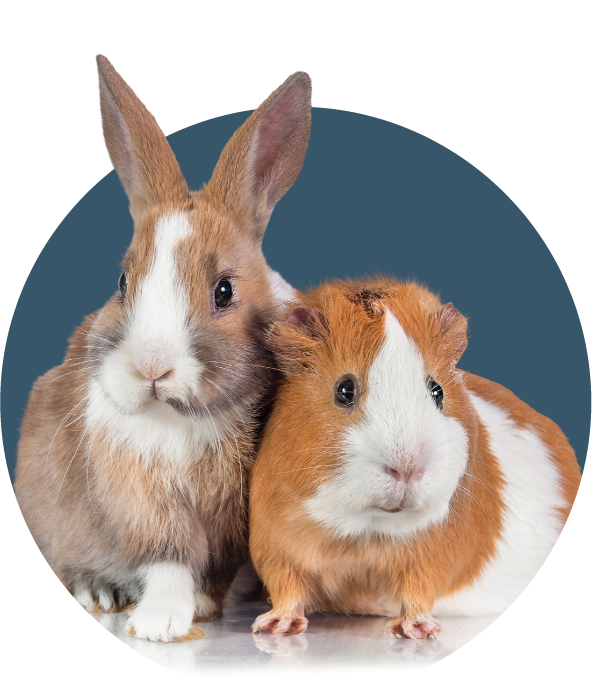 Rabbit and Guinea Pig Care