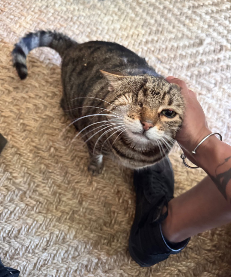 special needs cat care