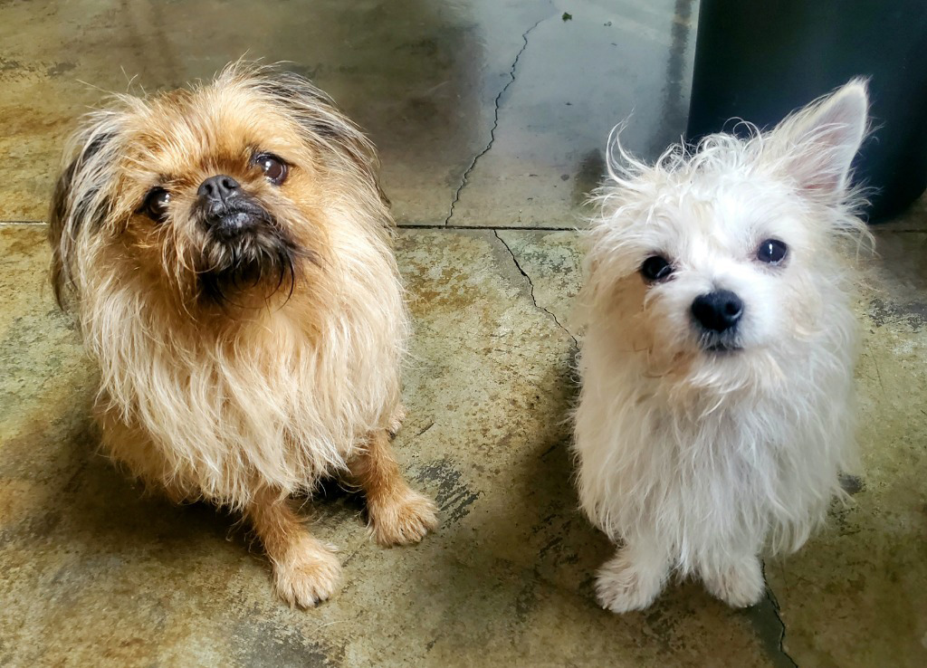 special needs dogs