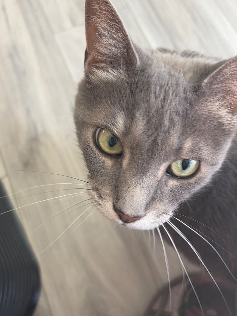best cat care service