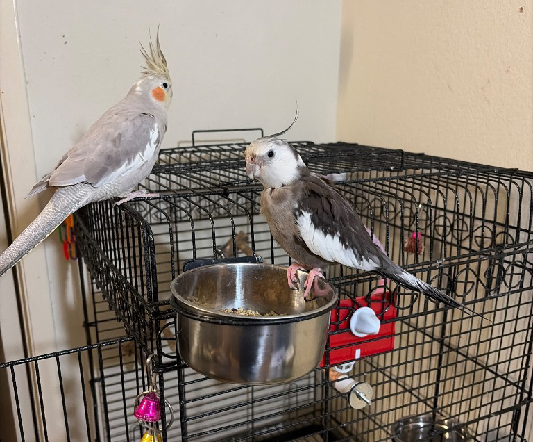 Bird Sitting Services