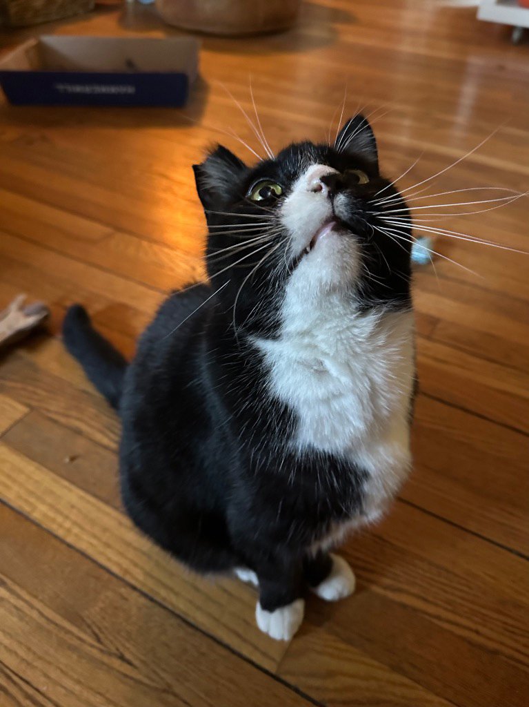 Cat Sitting Updates