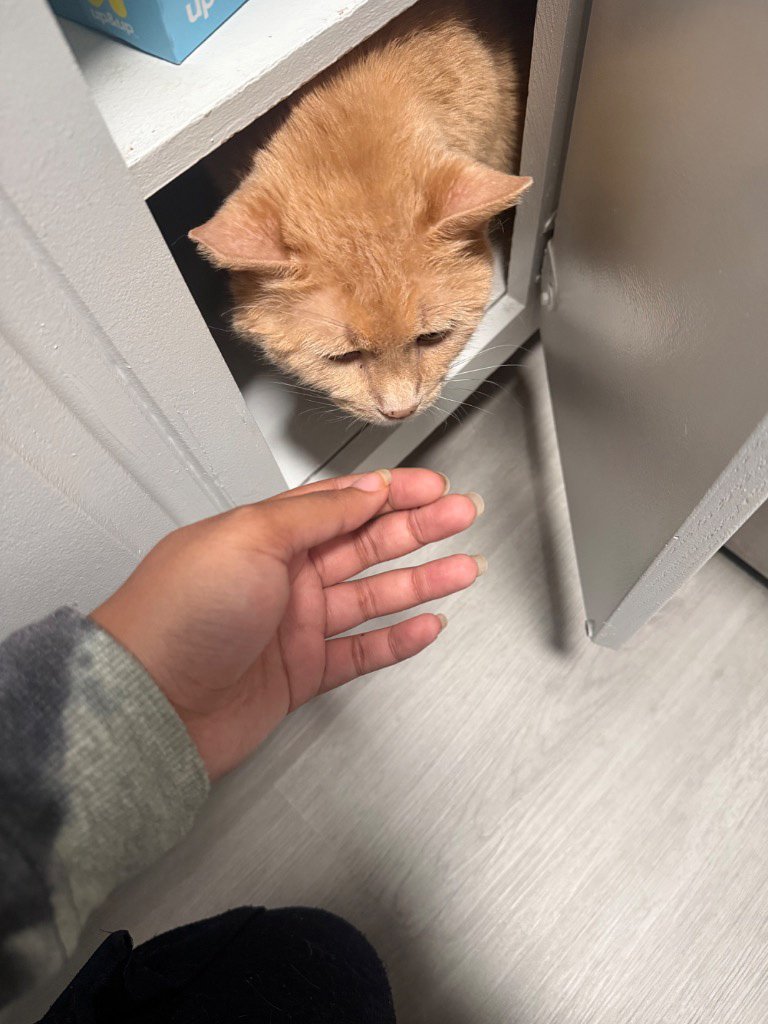 Pet Sitting Peace of Mind