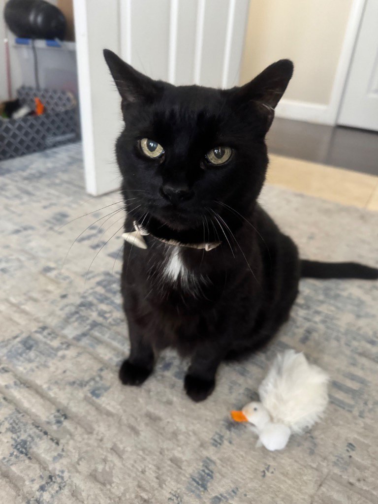 Pet Care Communication